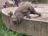 Berlin ZOO